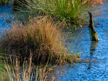 moorlandschaft-graeser