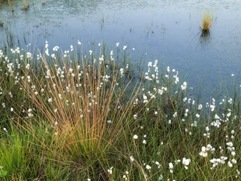 Moor Wollgras Weiße Wollgräser schaukeln sanft im Sommerwind am Rande eines klaren Moorsees in Norddeutschland.