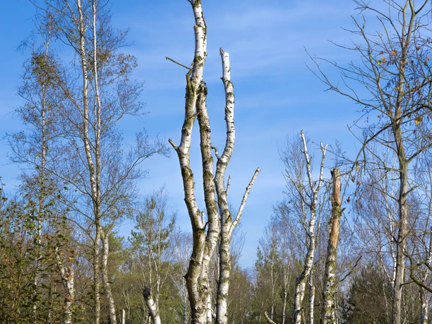 Birken Totes Moor Kahle Birken erheben sich vor einem klaren blauen Himmel, umgeben von trockenen Gräsern im Toten Moor.