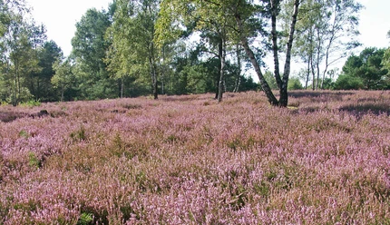 Oerreler Heide Oerreler Heide in der Südheide Gifhorn