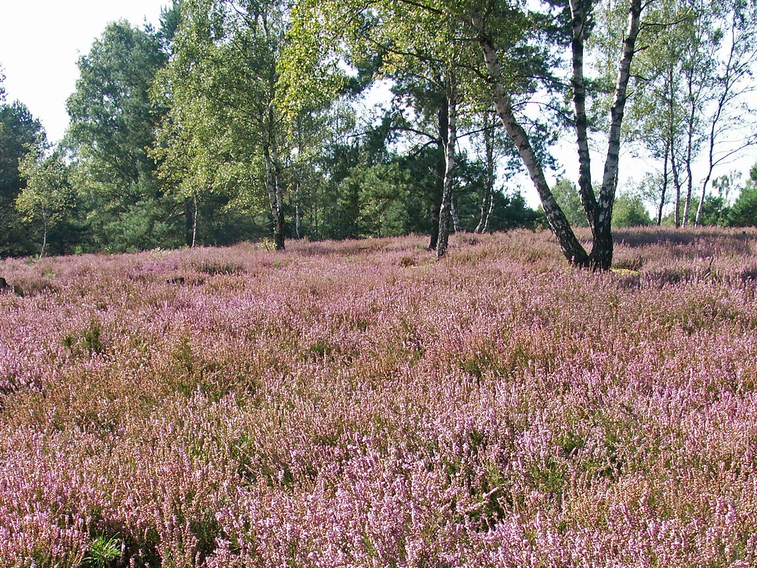 Oerreler Heide Oerreler Heide in der Südheide Gifhorn