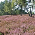 Oerreler Heide Oerreler Heide in der Südheide Gifhorn