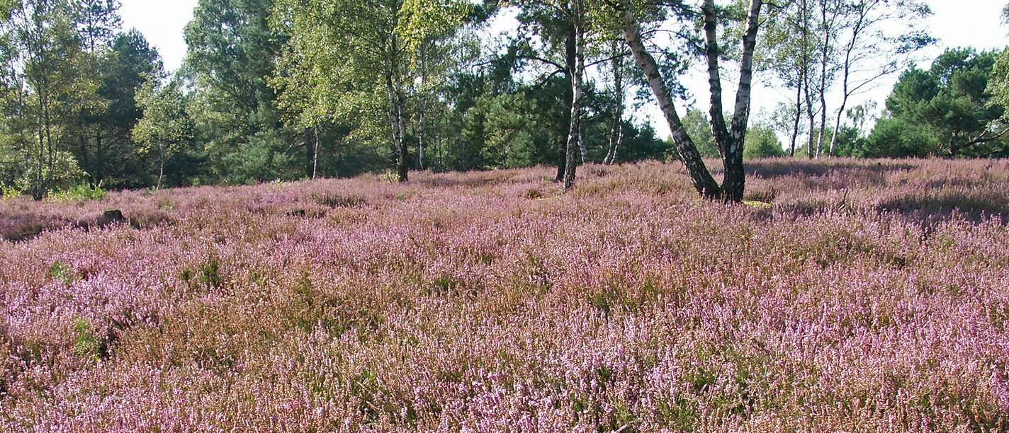 Oerreler Heide Oerreler Heide in der Südheide Gifhorn