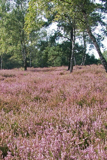 Oerreler Heide Oerreler Heide in der Südheide Gifhorn