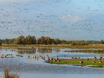 Vögel schwimmen und fliegen über einem weitläufigen Feuchtgebiet mit Wasser und grüner Vegetation.Birds swim and fly over a vast wetland with water and green vegetation.Fugle svømmer og flyver over et stort vådområde med vand og grøn vegetation.Vogels zwemmen en vliegen over een uitgestrekt wetland met water en groene vegetatie.