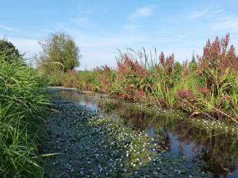Meerbruch Winzlar Grünes Schilf und blühende Pflanzen säumen einen ruhigen Wassergraben unter einem klaren blauen Himmel.Green reeds and flowering plants line a tranquil moat under a clear blue sky.Grønne siv og blomstrende planter omkranser en rolig voldgrav under en klar blå himmel.Groen riet en bloeiende planten omzomen een rustige gracht onder een helderblauwe hemel.