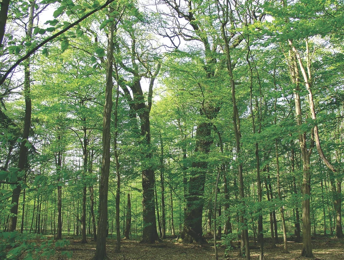 Bäume Adam und Eva in der Nähe der Heide Bäume Adam und Eva in der Nähe der Heide