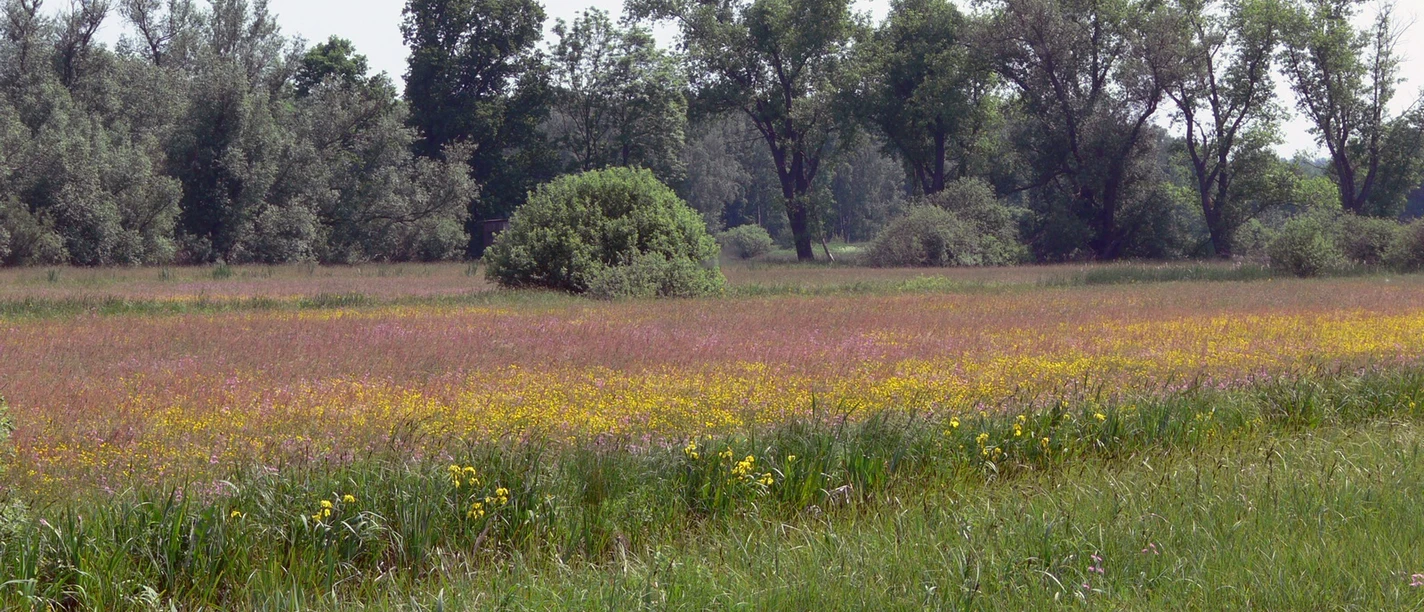 Bloeiende natte weiden in de Drömling