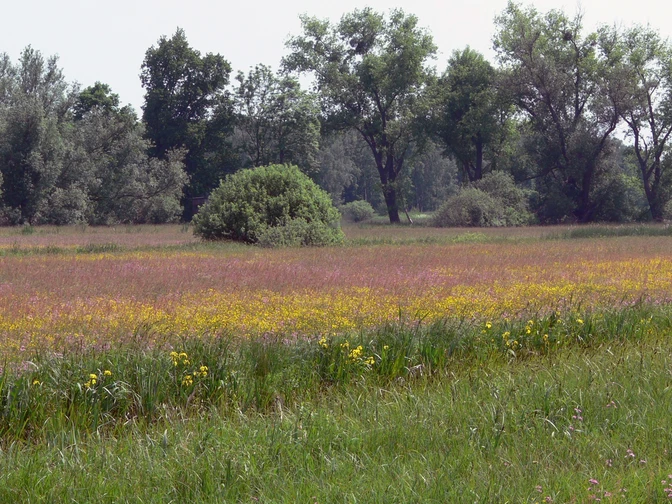 Bluehende Feuchtwiesen im Droemling Blühende Feuchtwiesen im Drömling