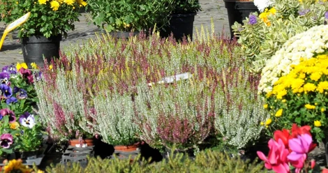 Blumen auf dem Wochenmarkt Blumen auf dem Wochenmarkt