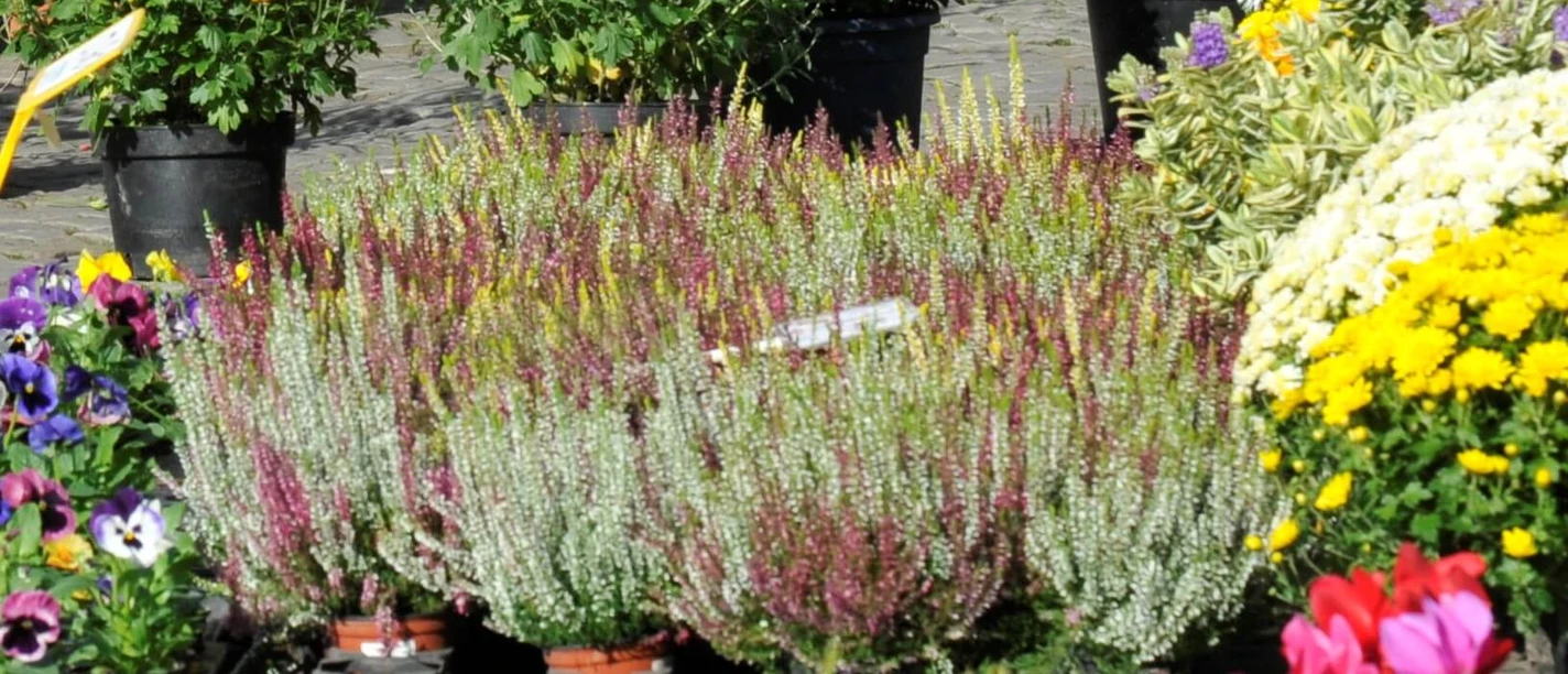 Blumen auf dem Wochenmarkt Blumen auf dem Wochenmarkt