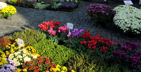 Blumenstand am Wochenmarkt in Isenbüttel Blumenstand am Wochenmarkt in Isenbüttel