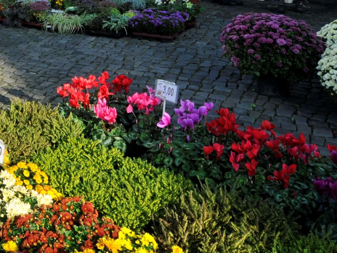 Blumenstand am Wochenmarkt in Isenbüttel Blumenstand am Wochenmarkt in Isenbüttel
