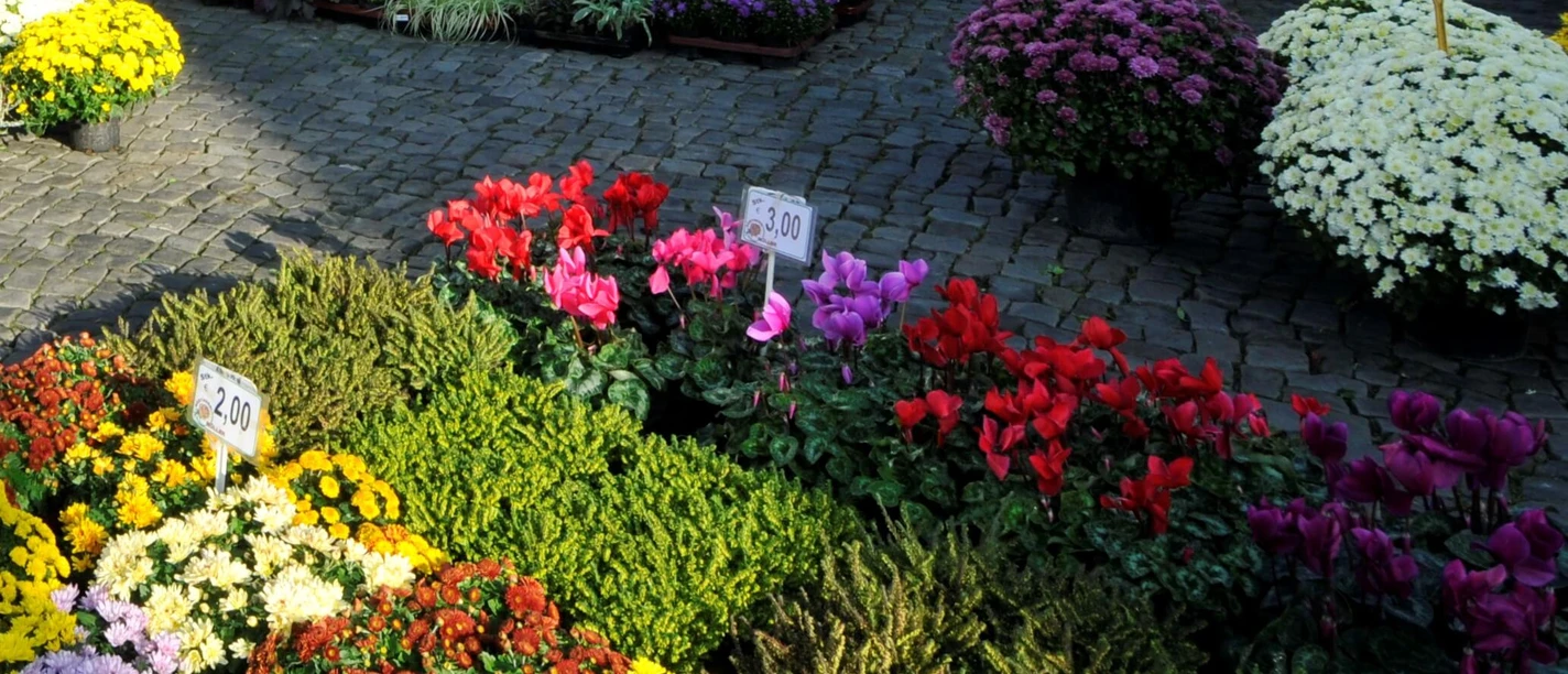 Blumenstand am Wochenmarkt in Isenbüttel Blumenstand am Wochenmarkt in Isenbüttel