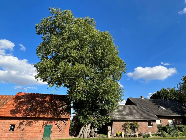 Ulme-in-Bierde.jpg Eine große Ulme ragt majestätisch vor blauem Himmel zwischen traditionellen Backsteinhäusern empor.