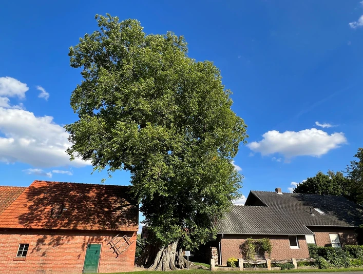 Ulme-in-Bierde.jpg Eine große Ulme ragt majestätisch vor blauem Himmel zwischen traditionellen Backsteinhäusern empor.