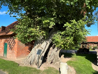 Ulme-in-Bierde.jpg Mächtige Ulme mit weit ausladender Krone nahe alter Backsteinstruktur unter blauem Himmel.