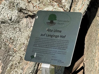 Ulme-in-Bierde.jpg Alte Ulme auf dem Langinge Hof in Bierde, Niedersachsens beeindruckendes Naturerbe mit Schild.