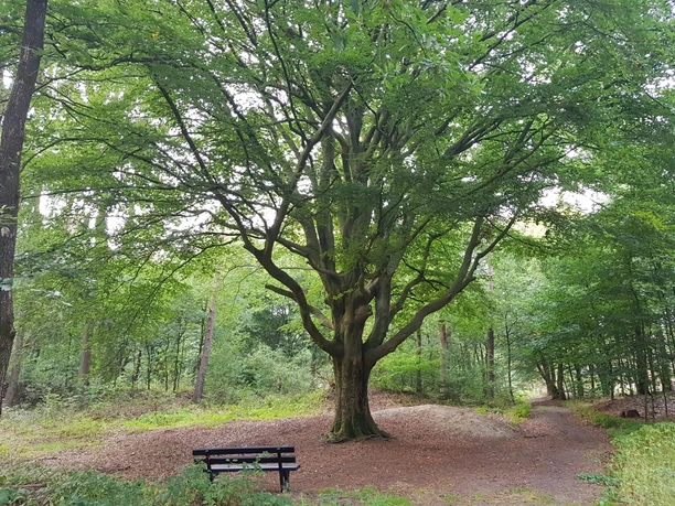 Buche in den Bockholter Herrentannen Große Buche mit ausladender Krone an einem Waldweg, daneben eine Bank im grünen Mischwald.