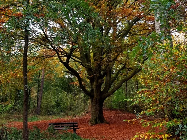Buche in den Bockholter Herrentannen Große Buche mit herbstfarbenem Laub am Waldrand, umgeben von Laubteppich und Sitzbank.