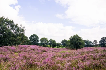 Grabhügelfeld Mansenberge Blühende Heidelandschaft im Naturpark Hümmling mit violettem Heidekraut und einzelnen Eichen