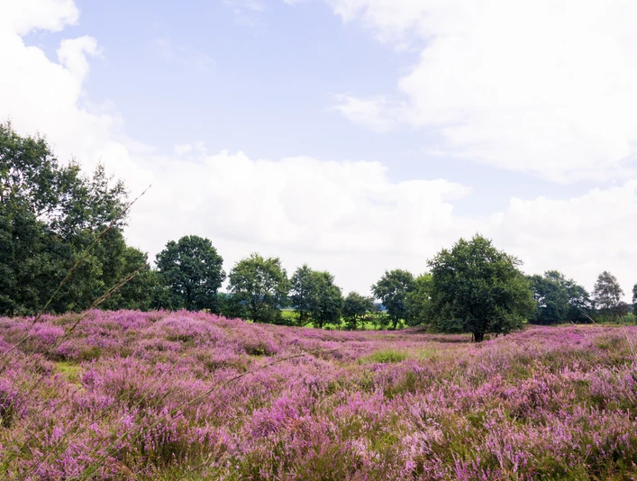 Grabhügelfeld Mansenberge