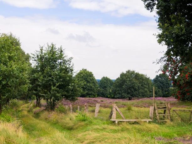 Grabhügelfeld Mansenberge Grüne Wiese mit Holzzaun zwischen Bäumen und lila blühender Heide im Naturpark Hümmling.