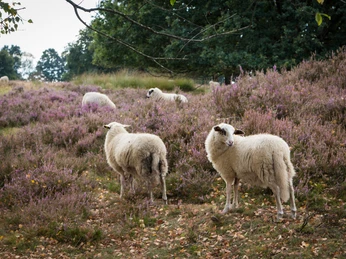 Grabhügelfeld Mansenberge