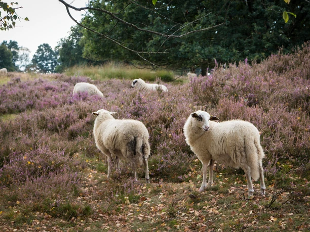 Grabhügelfeld Mansenberge Weiße Schafe grasen zwischen blühender Heide auf einer sanft ansteigenden Wiesenlandschaft.