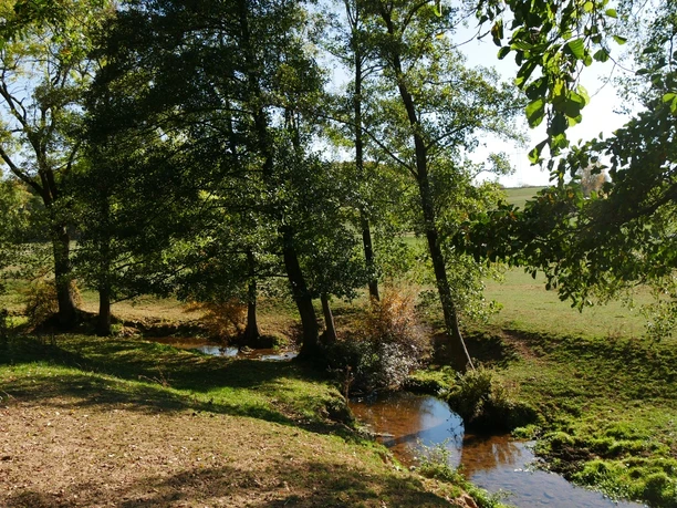 Ein kleiner Bach fließt durch einen grünen Wiesenabschnitt, gesäumt von hohen Bäumen.