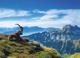 niederhorn-steinbock-herbst-panorama-bergausfluege
