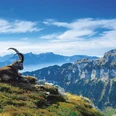 niederhorn-steinbock-herbst-panorama-bergausfluege