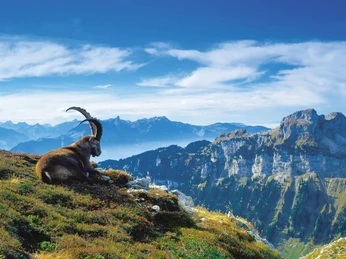 niederhorn-steinbock-herbst-panorama-bergausfluege