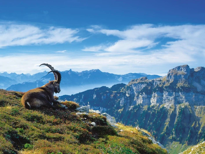 niederhorn-steinbock-herbst-panorama-bergausfluege