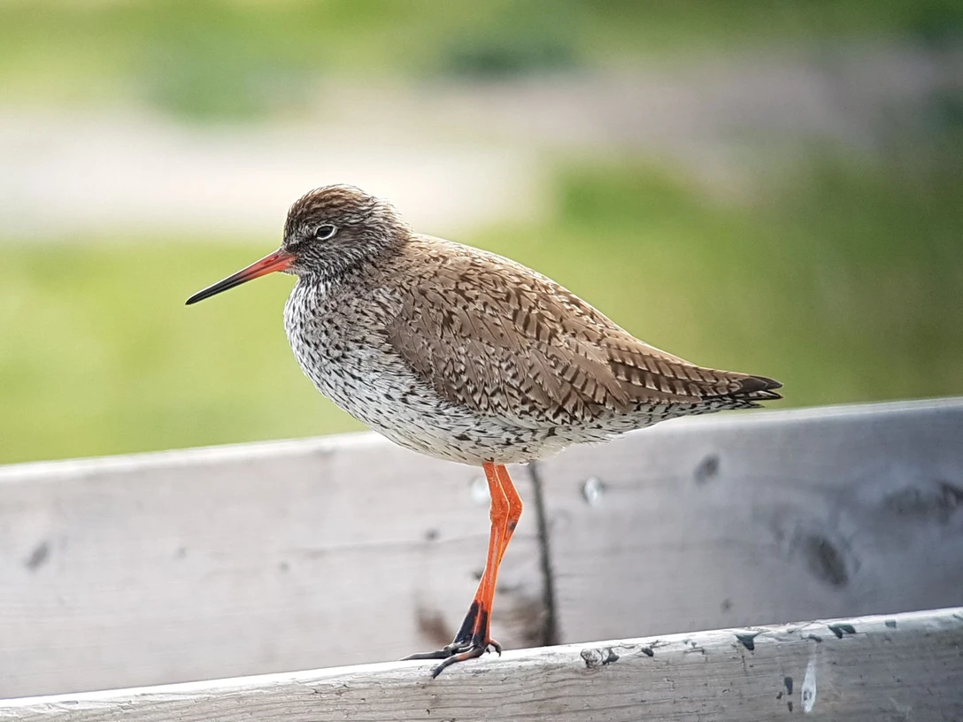 Nationalpark-Haus- Der Rotschenkel