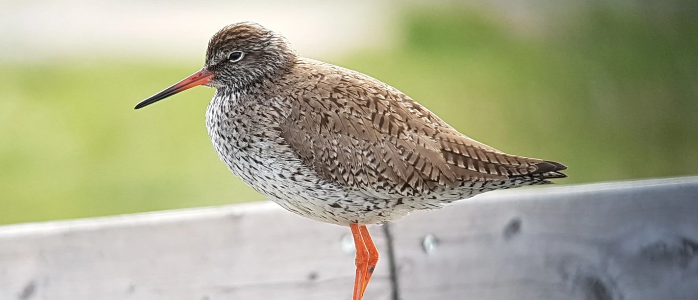 Nationalpark-Haus- Der Rotschenkel