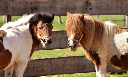 ponys-am-zaun