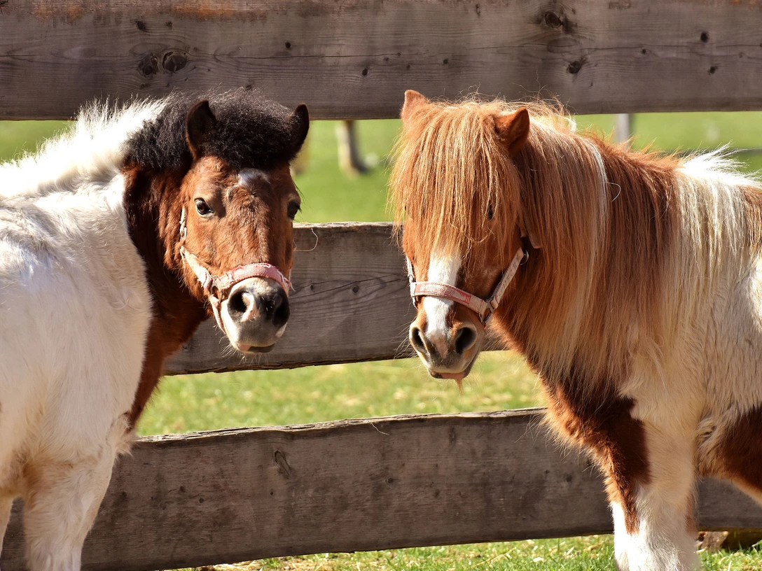 ponys-am-zaun