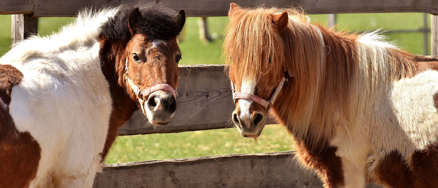 ponys-am-zaun