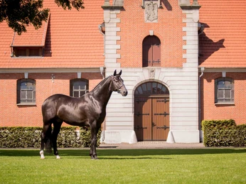 Landgestüt Celle Landgestüt CelleLower Saxony State Horse Stud, Celle
