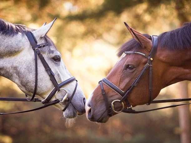 Lower Saxony State Horse Stud, Celle Lower Saxony State Horse Stud, Celle