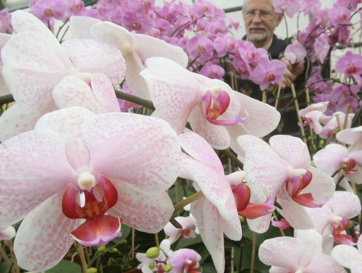 Orchideen Zentrum Wichmann Orchideen Zentrum WichmannThe Orchid Centre Wichmann