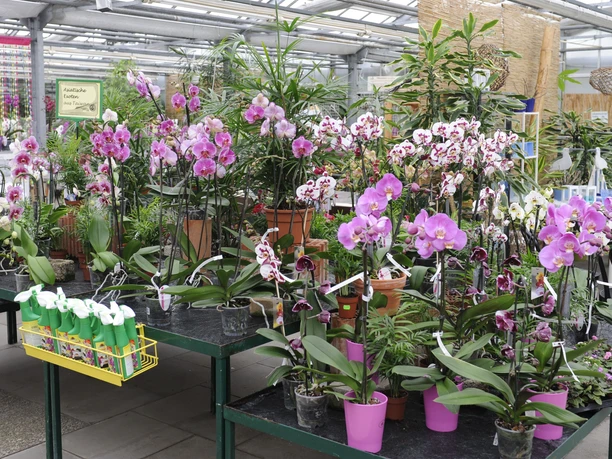 The Orchid Centre Wichmann