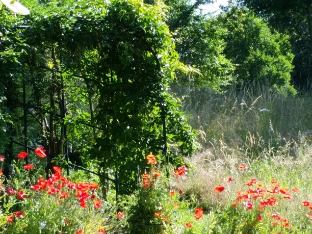 A poppy meadow in the Celle medicinal herb garden A poppy meadow in the Celle medicinal herb garden