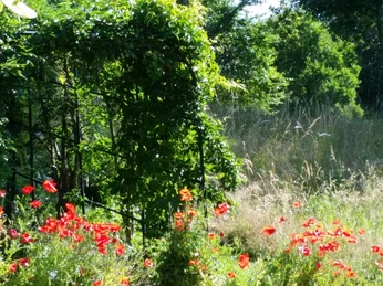 Eine Mohnwiese im Heilpflanzengarten Celle Eine Mohnwiese im Heilpflanzengarten CelleA poppy meadow in the Celle medicinal herb garden