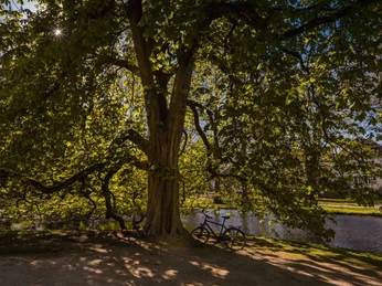 Celler Schlosspark Celler SchlossparkThe Palace Park