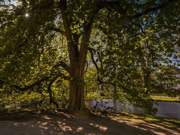 Celler Schlosspark Celler Schlosspark