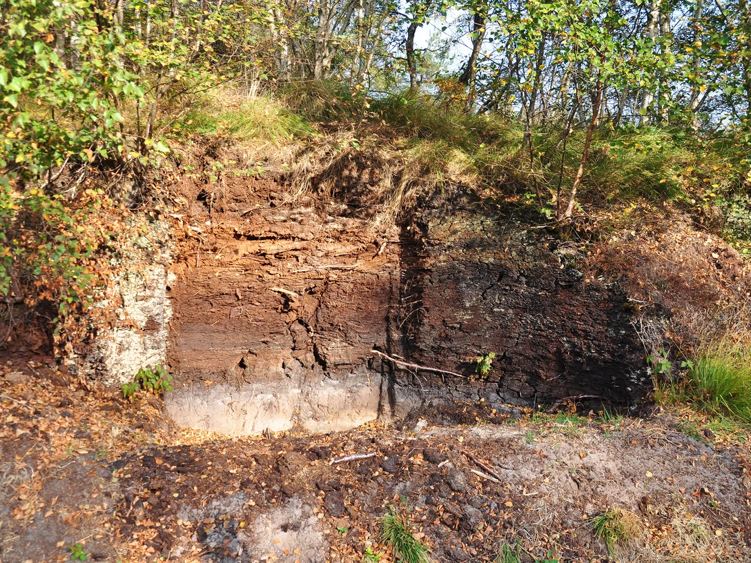 Hochmoorprofil am Geestmoor