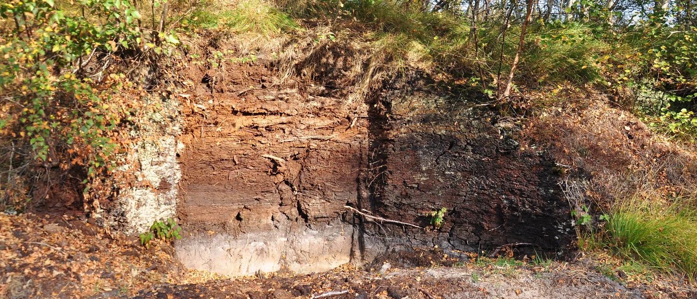 Hochmoorprofil am Geestmoor Schnitt durch ein Hochmoor mit deutlich sichtbaren Erd- und Torfschichten im Naturpark Geestmoor