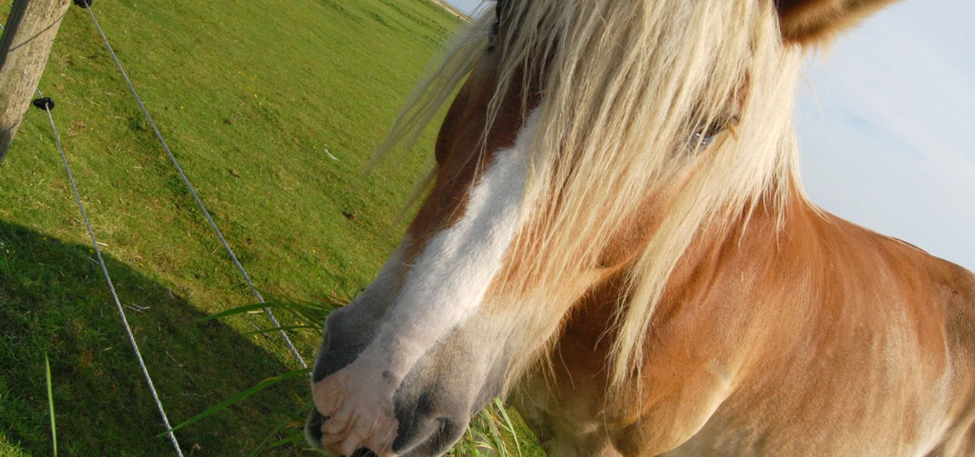 2470_kutschpferde_auf_baltrum-1024